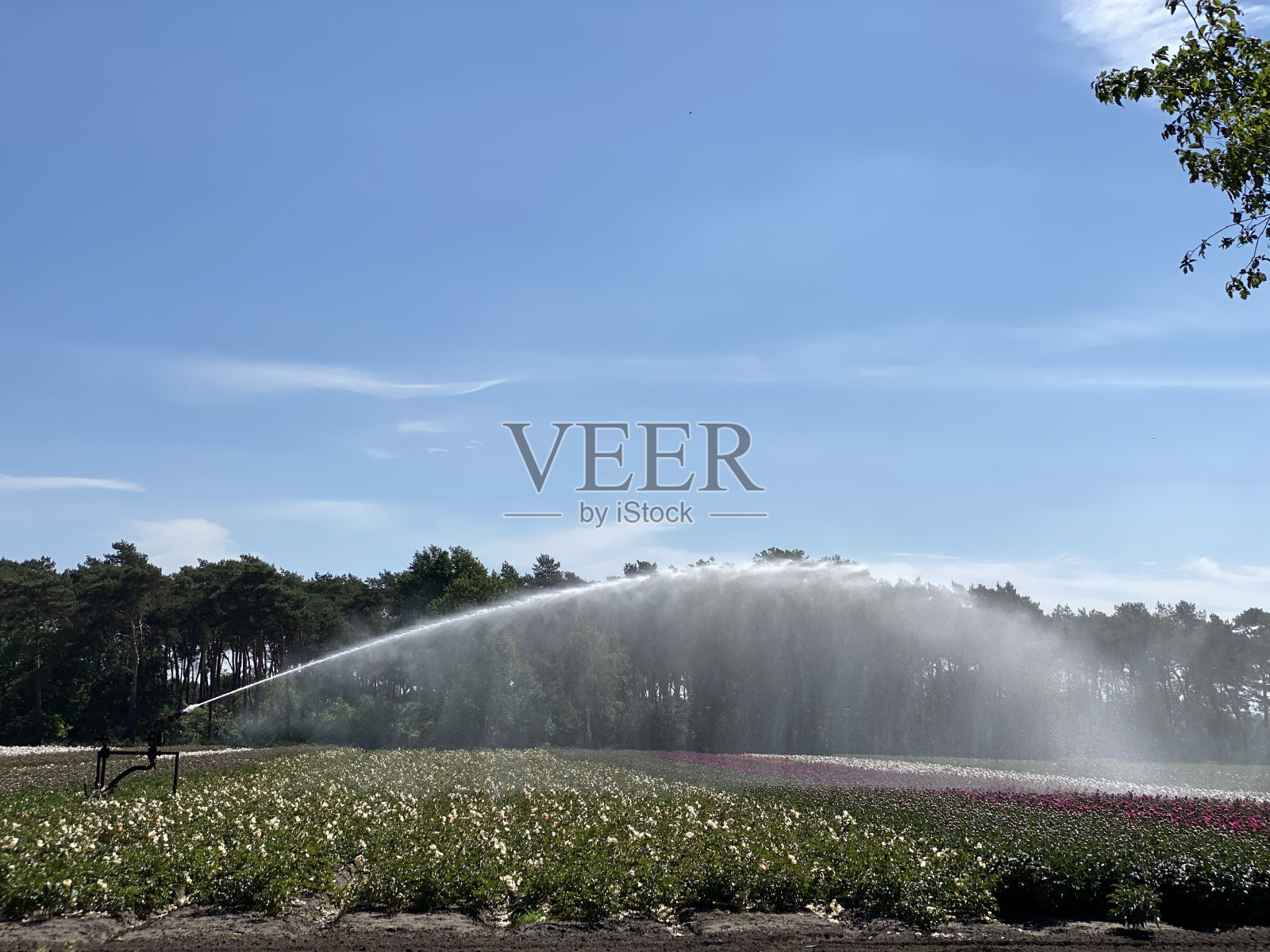 浇花照片摄影图片