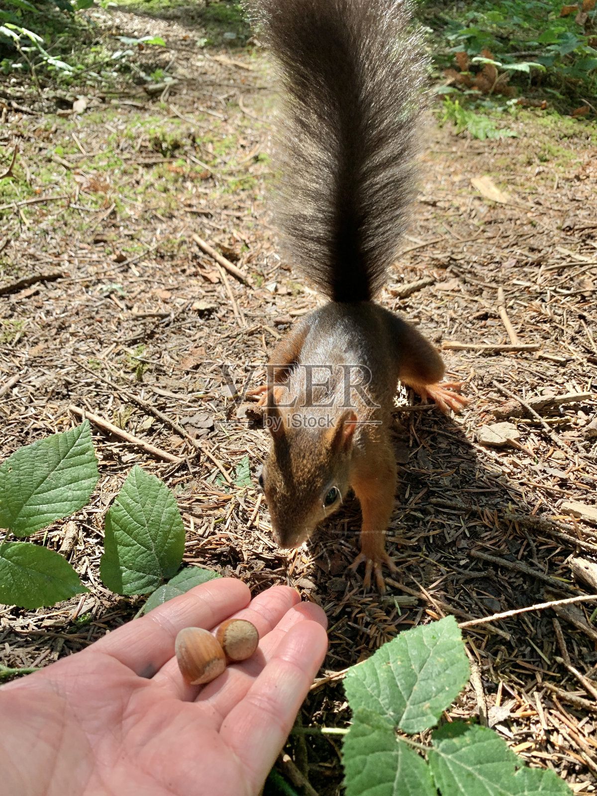 红松鼠从他手里拿过坚果。森林里的啮齿动物在为冬天准备食物。一个男人在森林里喂松鼠(特写)。照片摄影图片