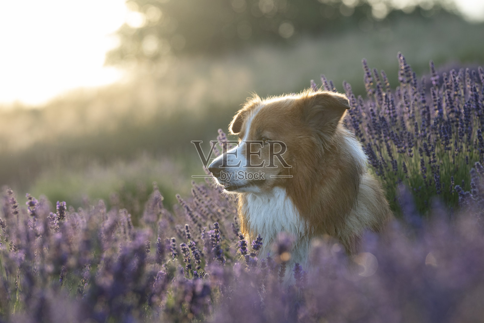 薰衣草地里的狗照片摄影图片