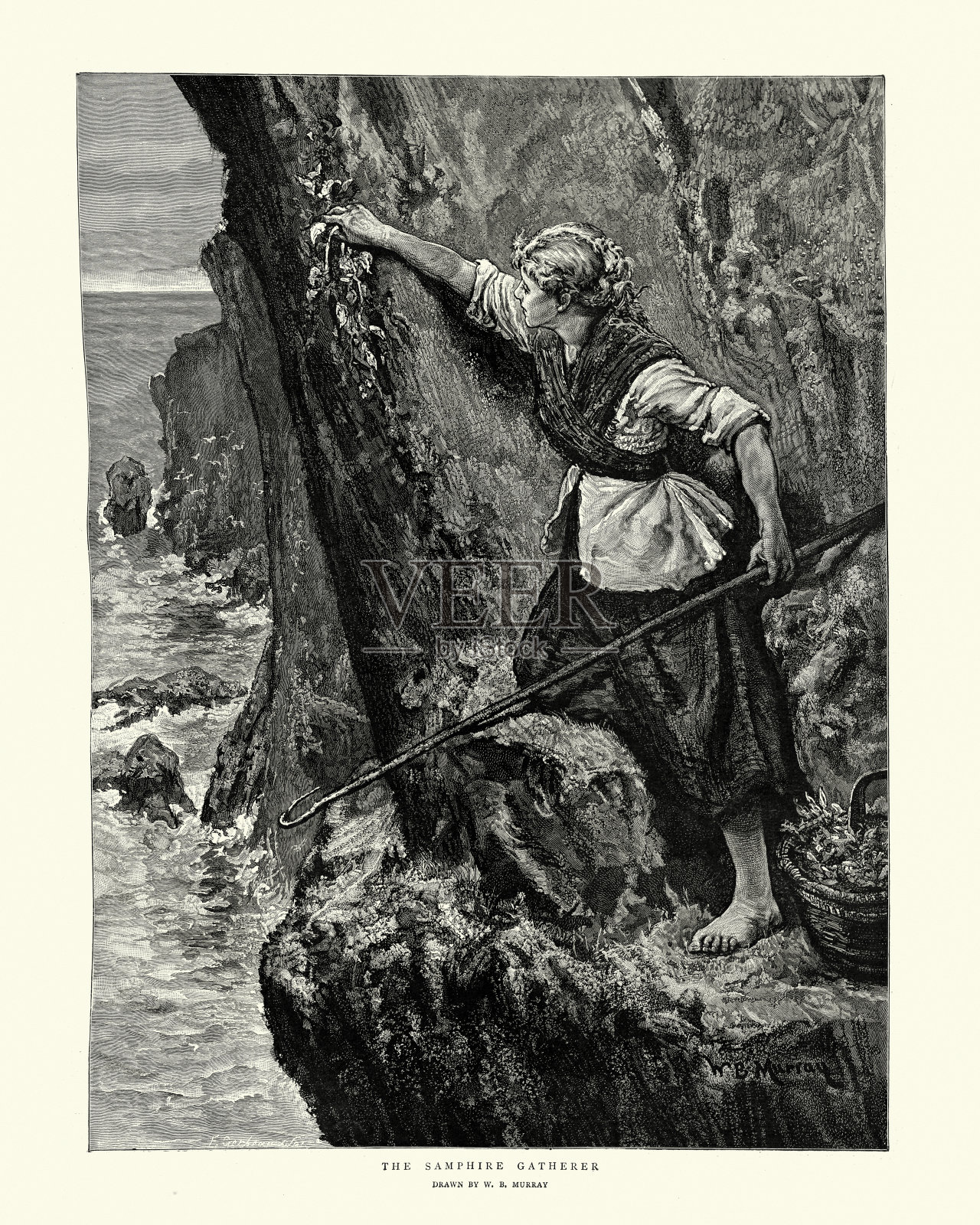 19世纪维多利亚时期,一名女子在岩石海岸采集海篷布插画图片素材