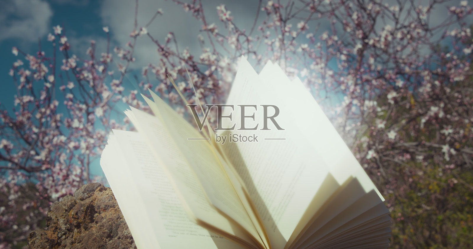 神圣的书在春天盛开的花园里打开。读书教育知识观念。白色的樱花特写。照片摄影图片