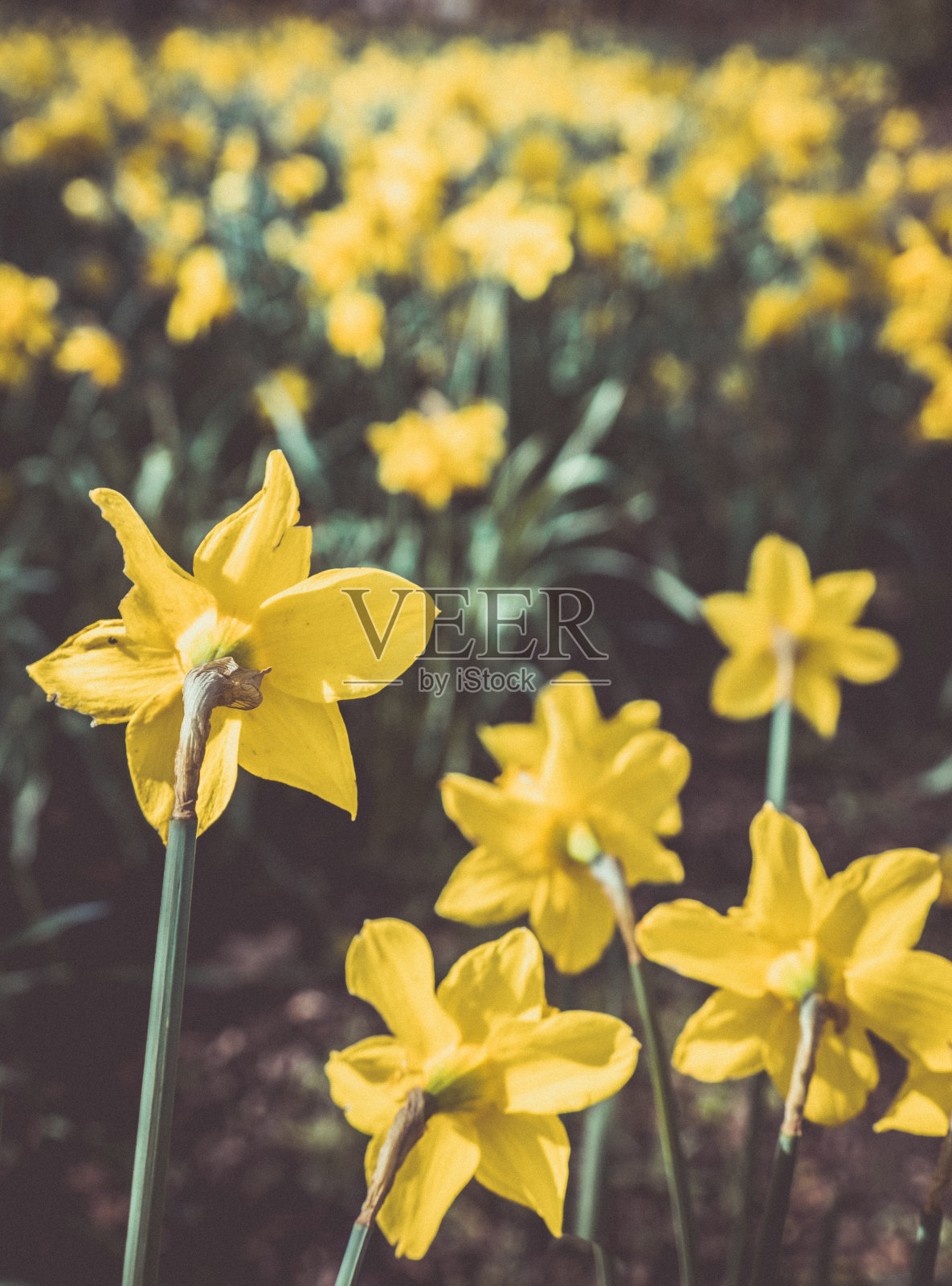 水仙花的后视图照片摄影图片
