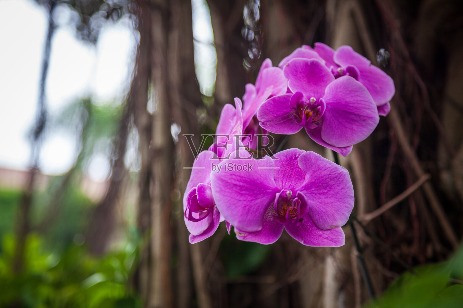 粉红色的兰花长在绿叶的树上照片摄影图片