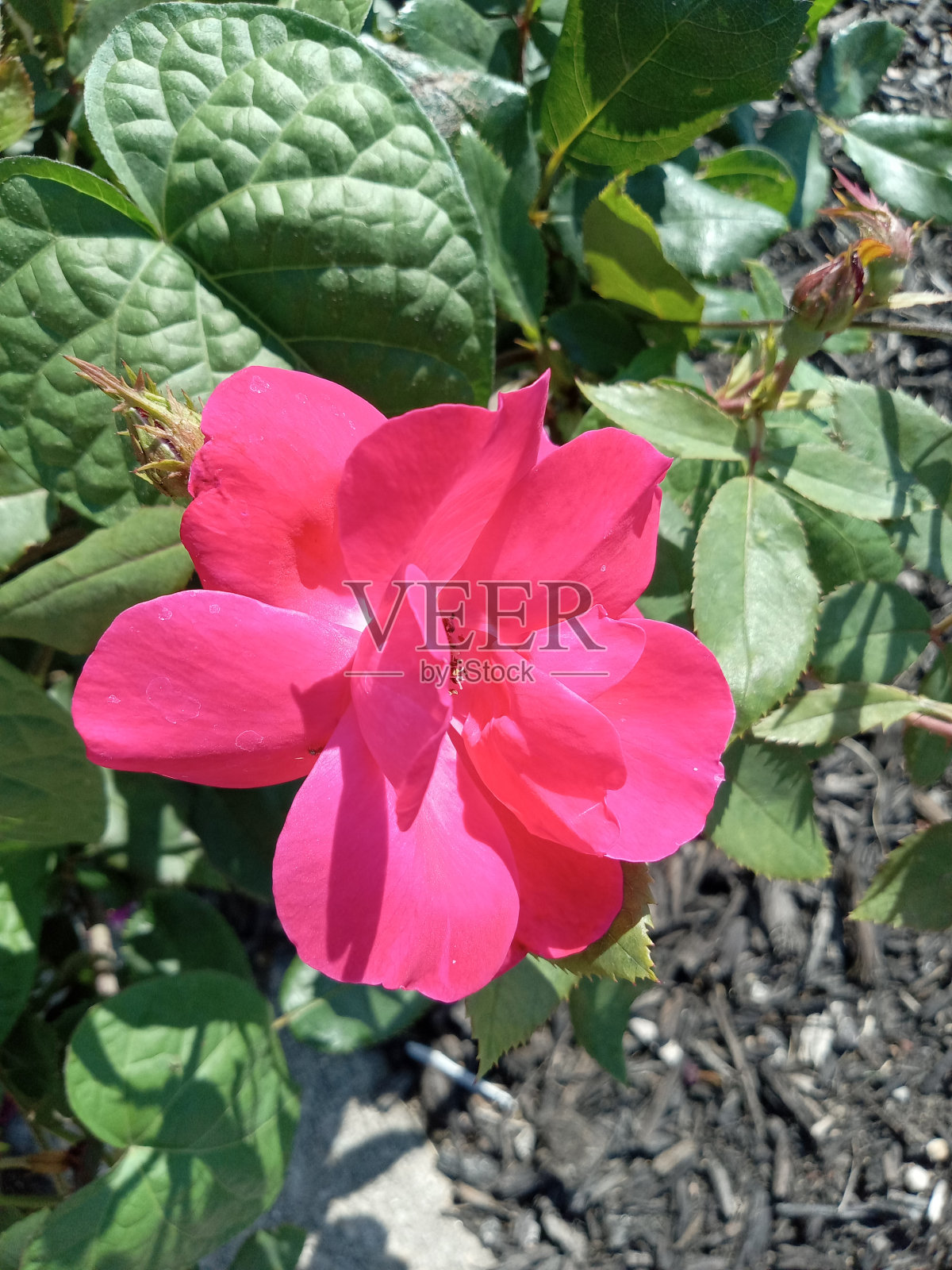 玫瑰照片摄影图片