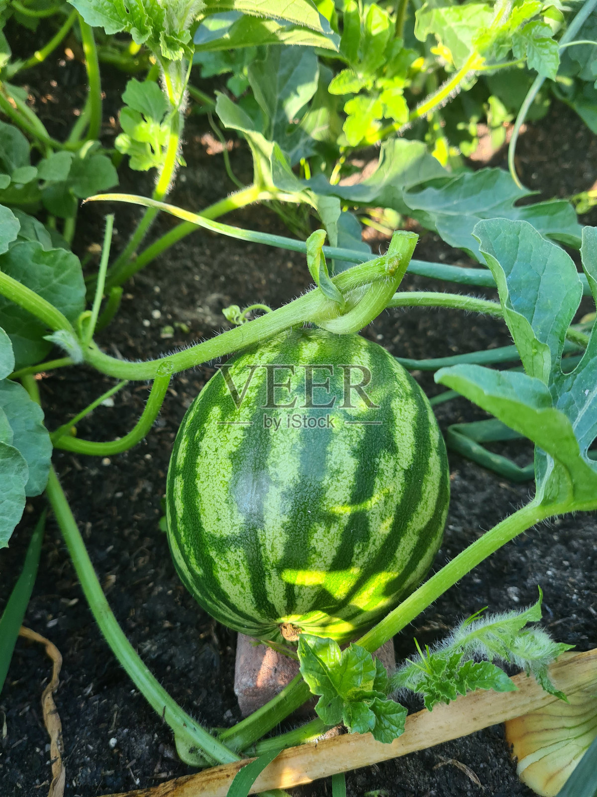 成熟的西瓜。照片摄影图片