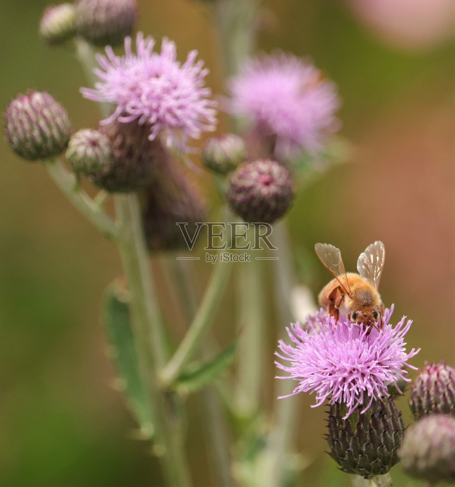 蜜蜂在蓟上照片摄影图片