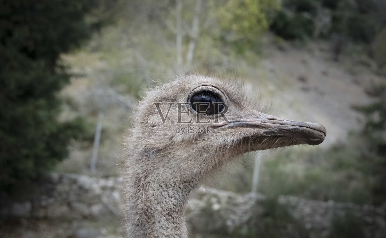 鸸鹋的头。驼鸟(Struthio camelus)是一种产于非洲的大型不会飞的鸟照片摄影图片