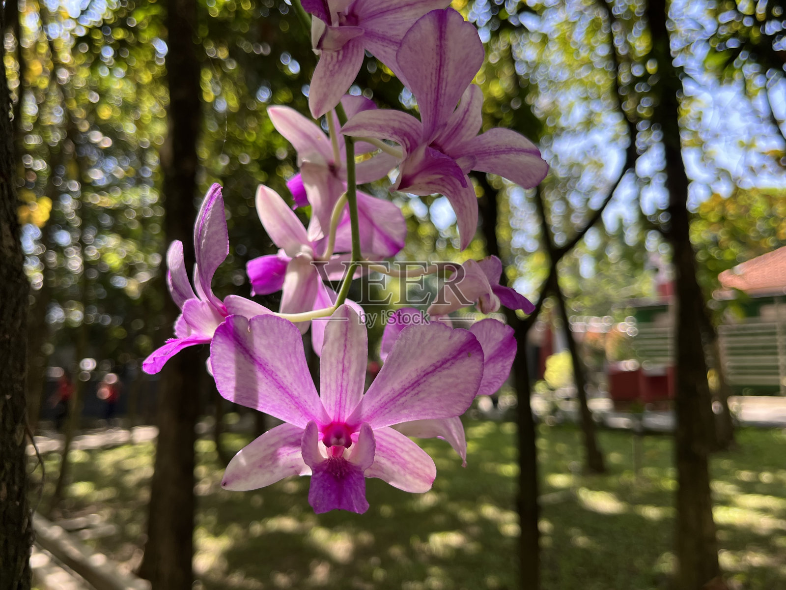 兰花的花照片摄影图片