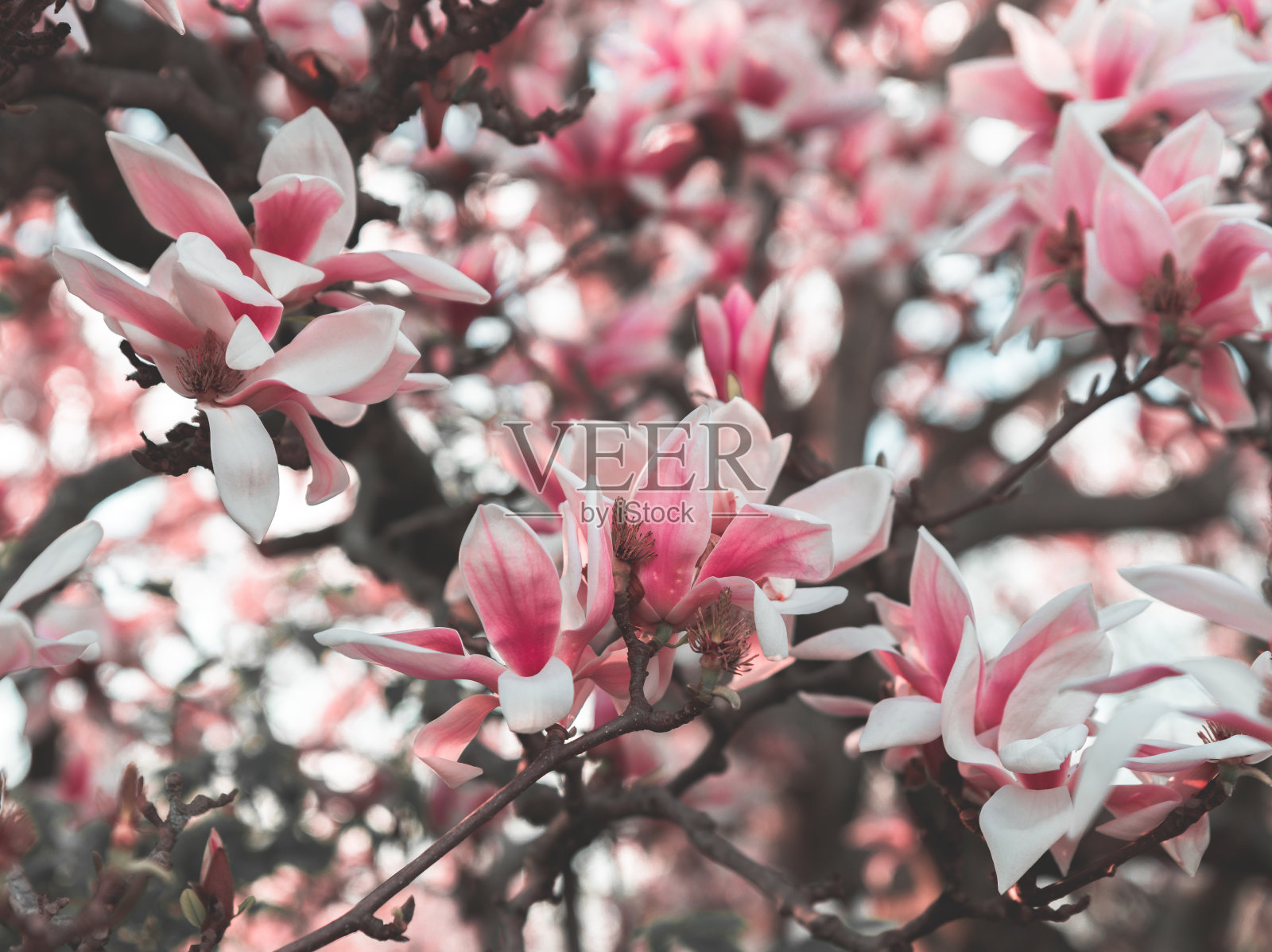 巨大的粉红色玉兰花在树枝上照片摄影图片