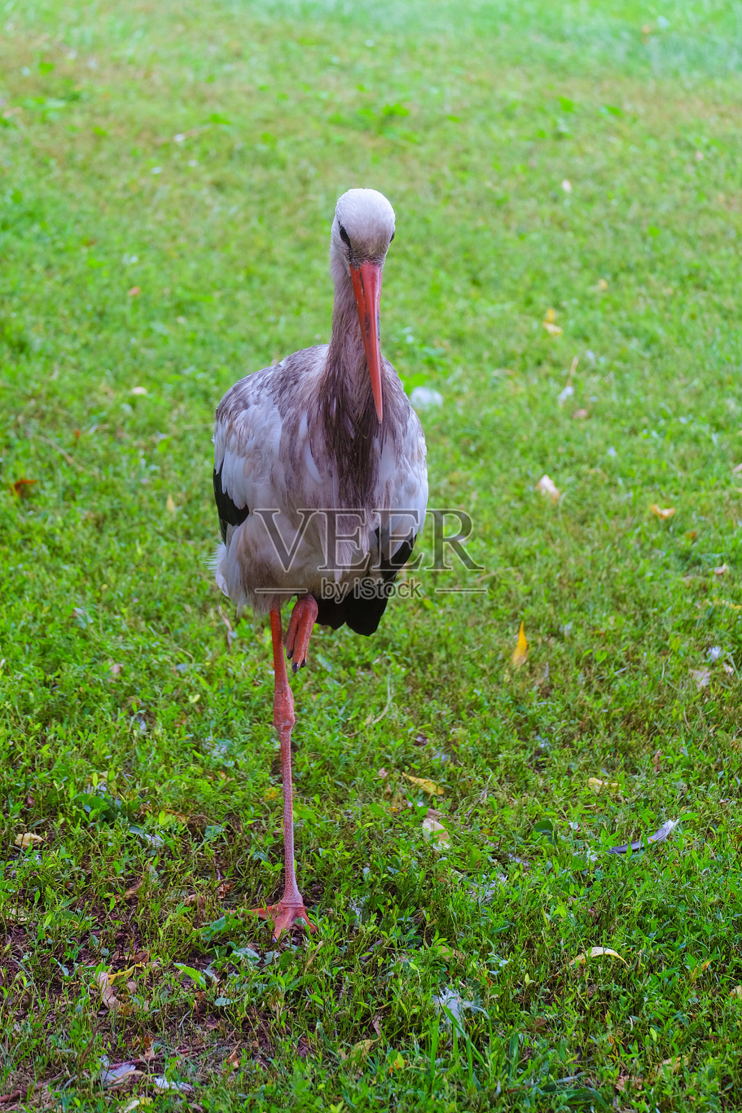 一只鹳单腿站在绿色的草坪上照片摄影图片