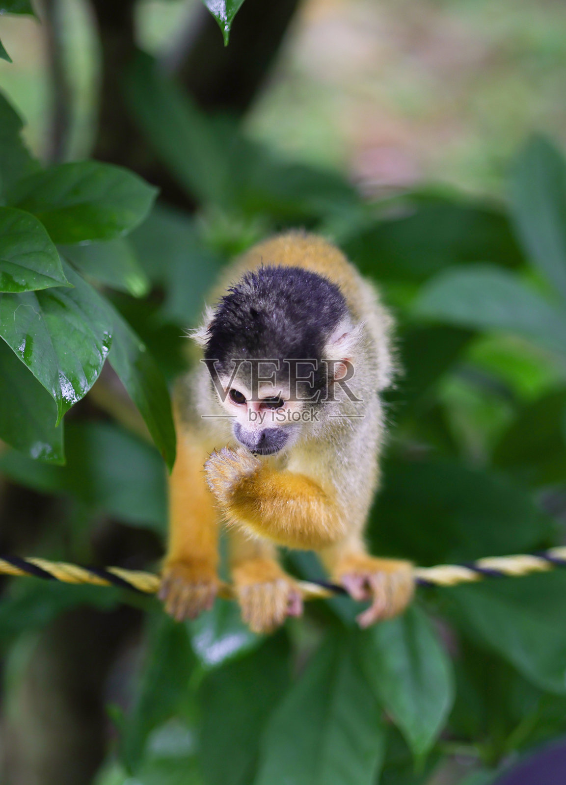 松鼠猴照片摄影图片