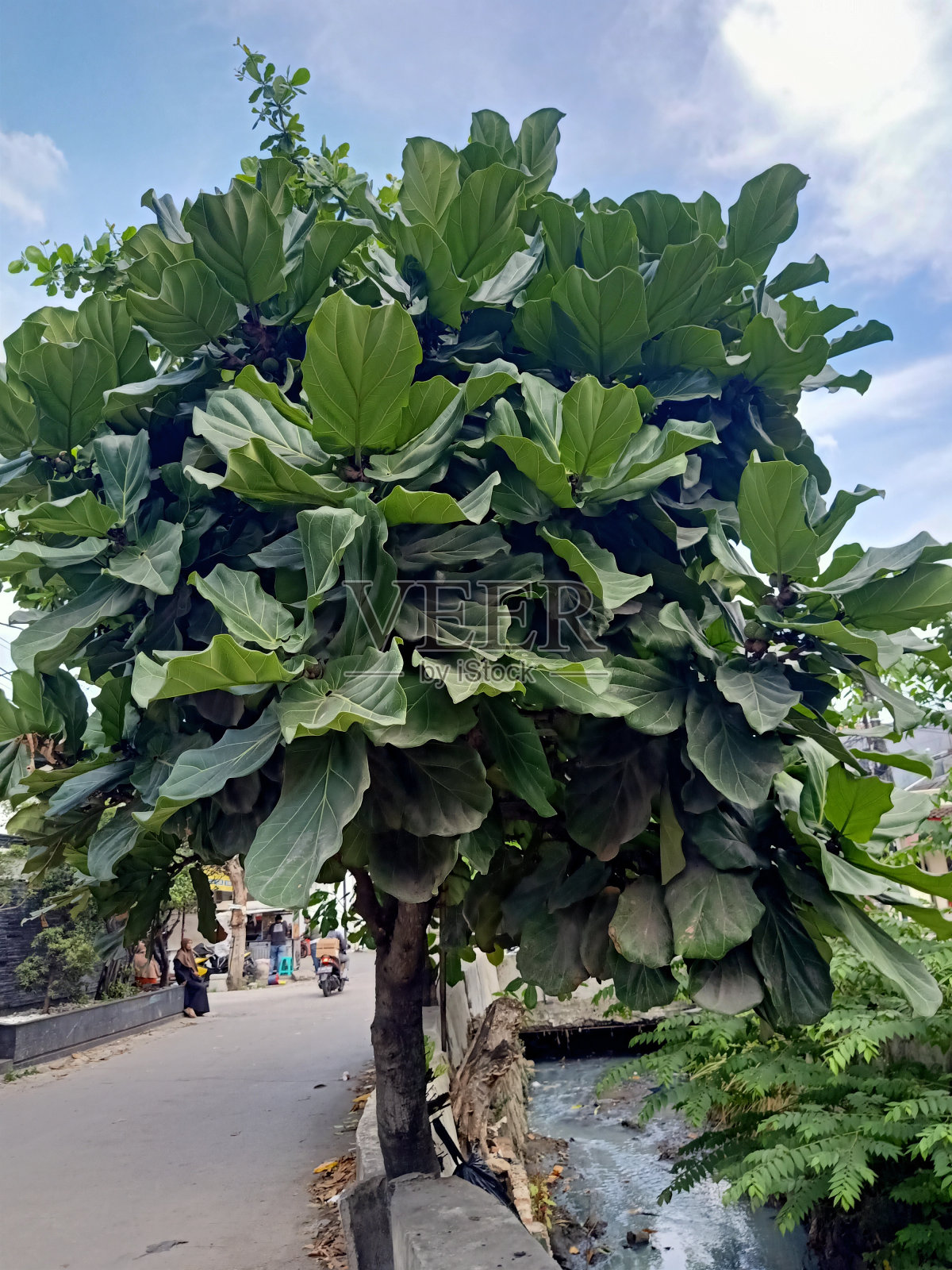 班卓琴无花果植物特写照片摄影图片