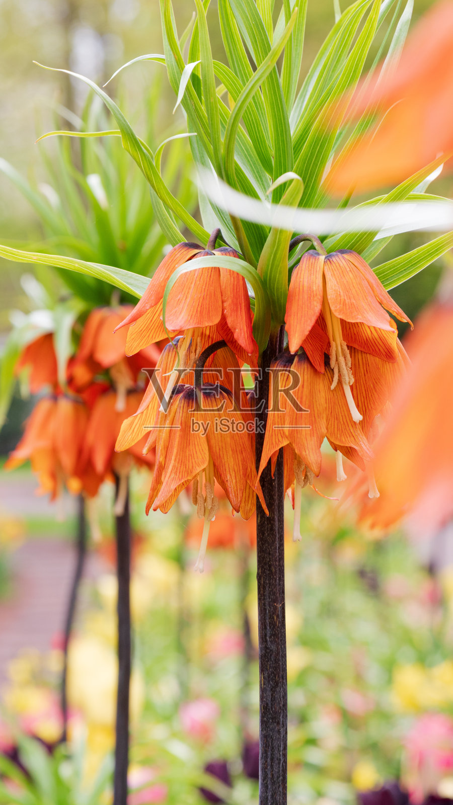 荷兰阿姆斯特丹库肯霍夫郁金香公园的春季花展照片摄影图片