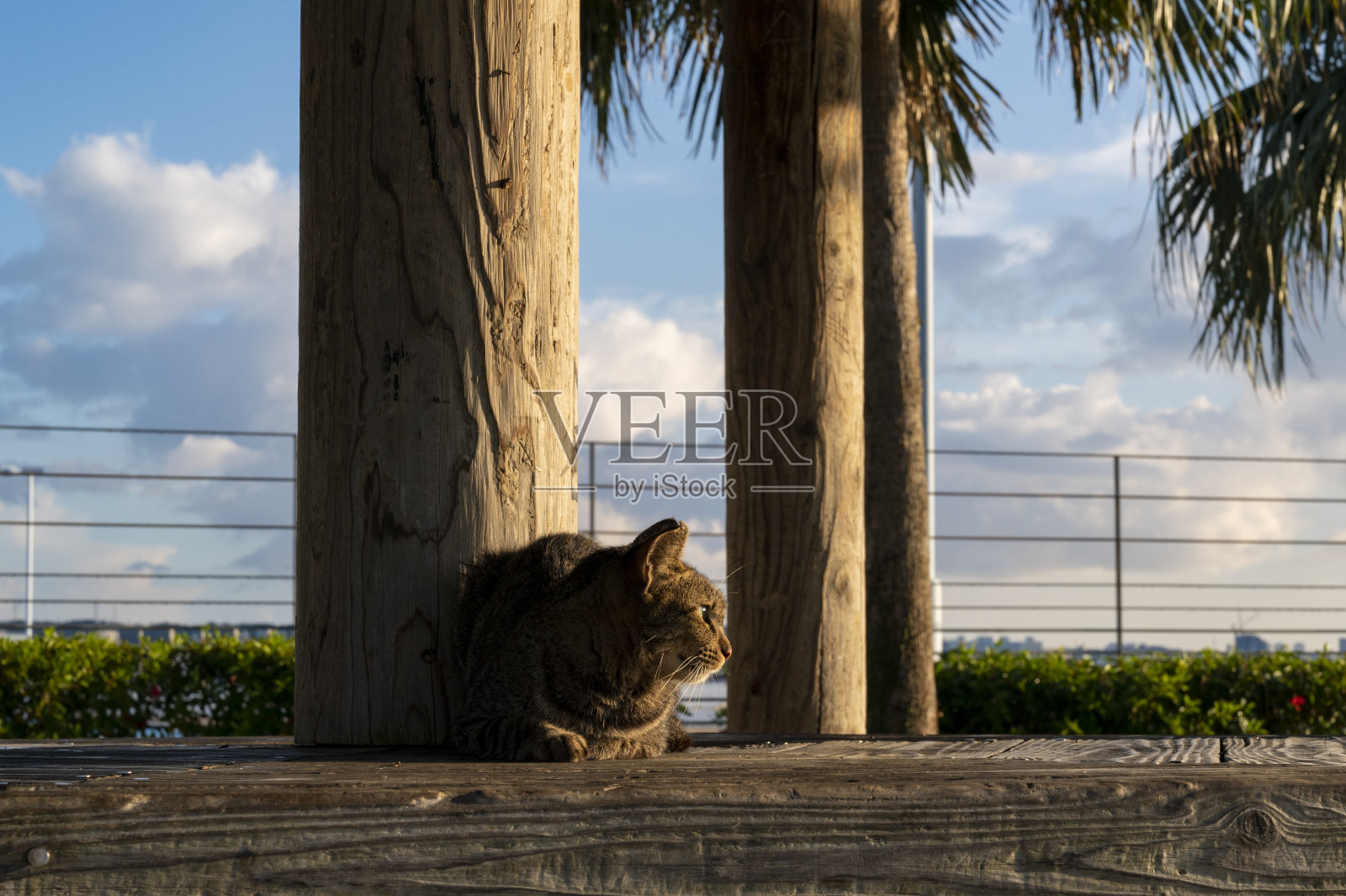 公园里的猫照片摄影图片