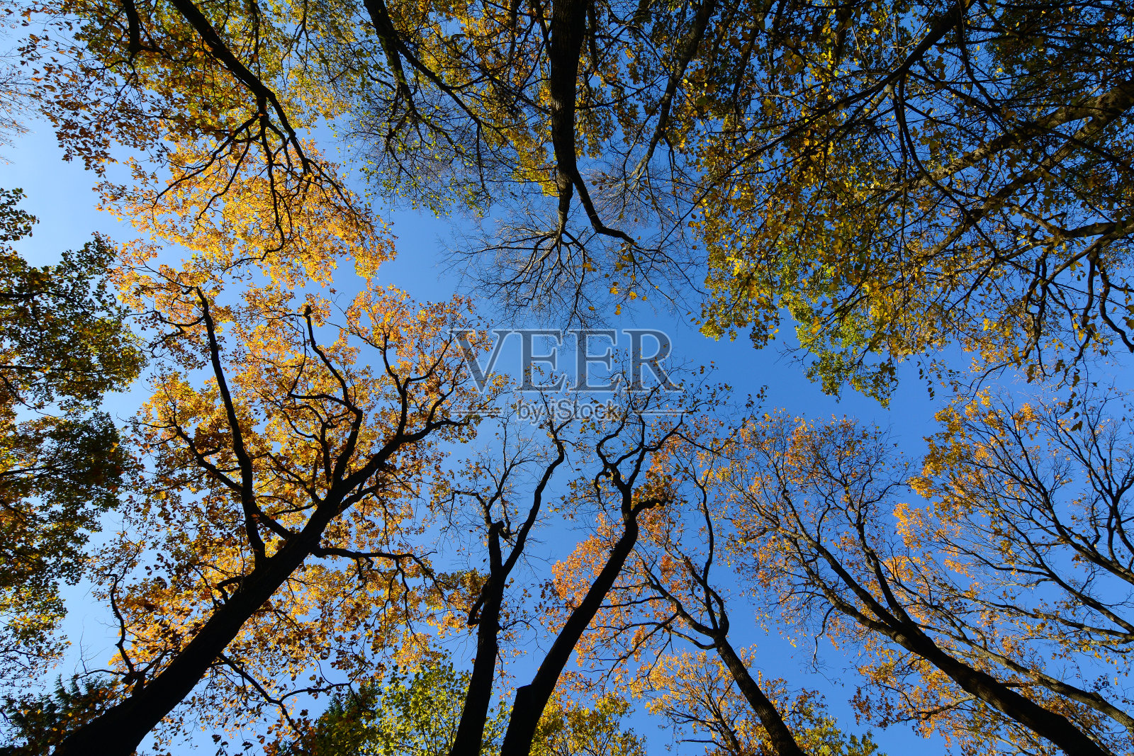 俄罗斯圣彼得堡的秋景照片摄影图片