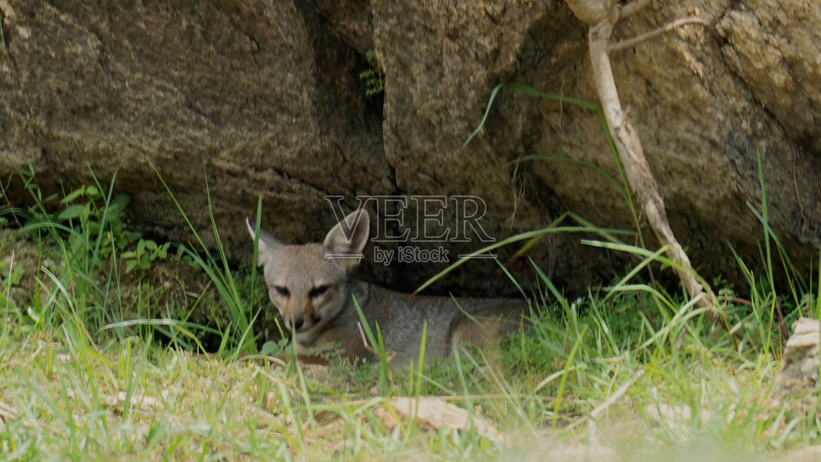 孟加拉的狐狸照片摄影图片