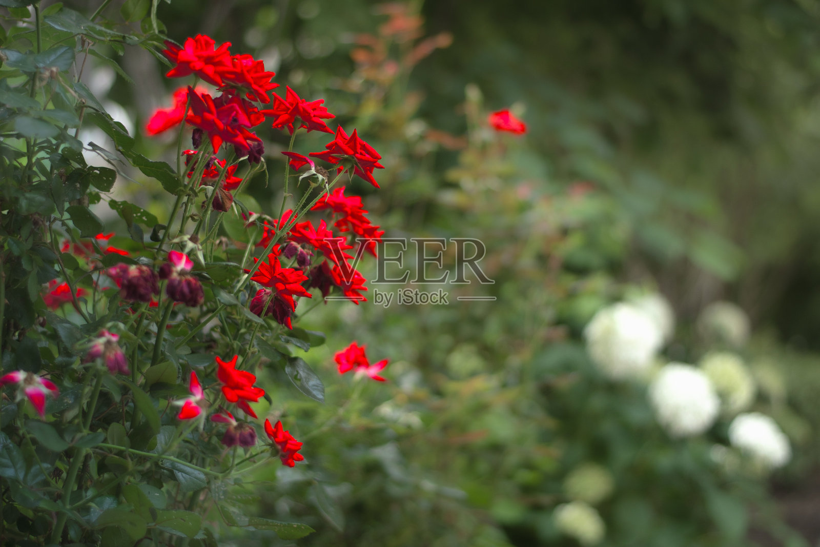 红色盛开的花朵照片摄影图片