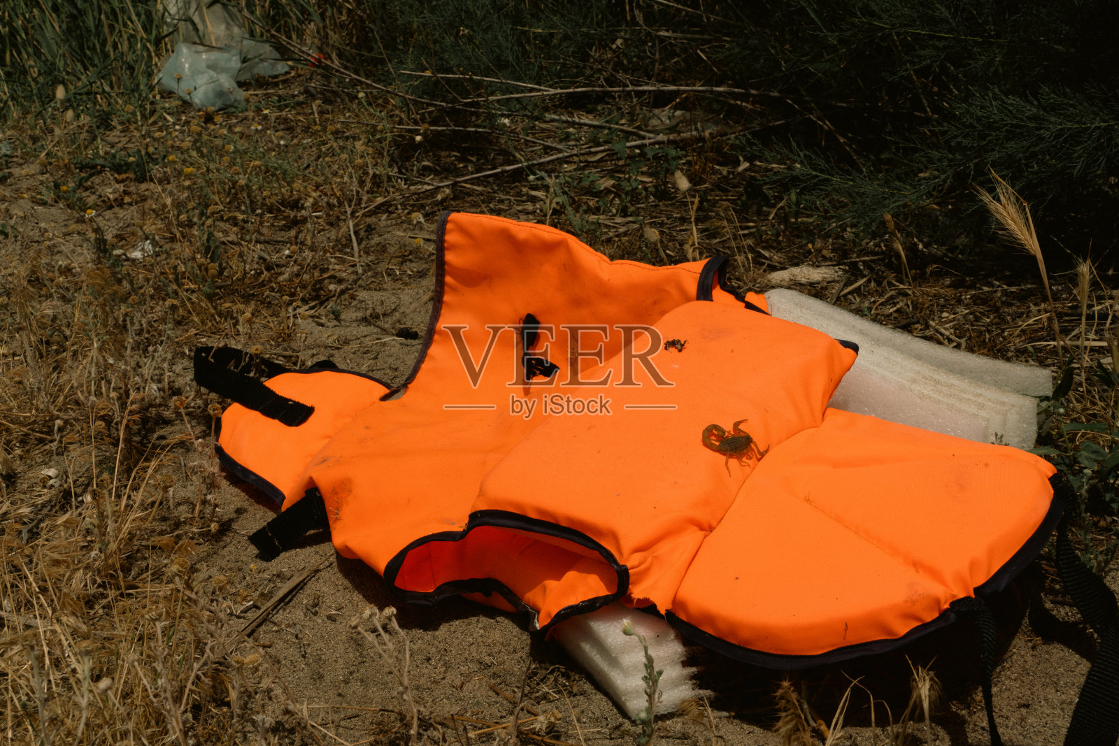 一只蝎子在救生衣上筑巢照片摄影图片