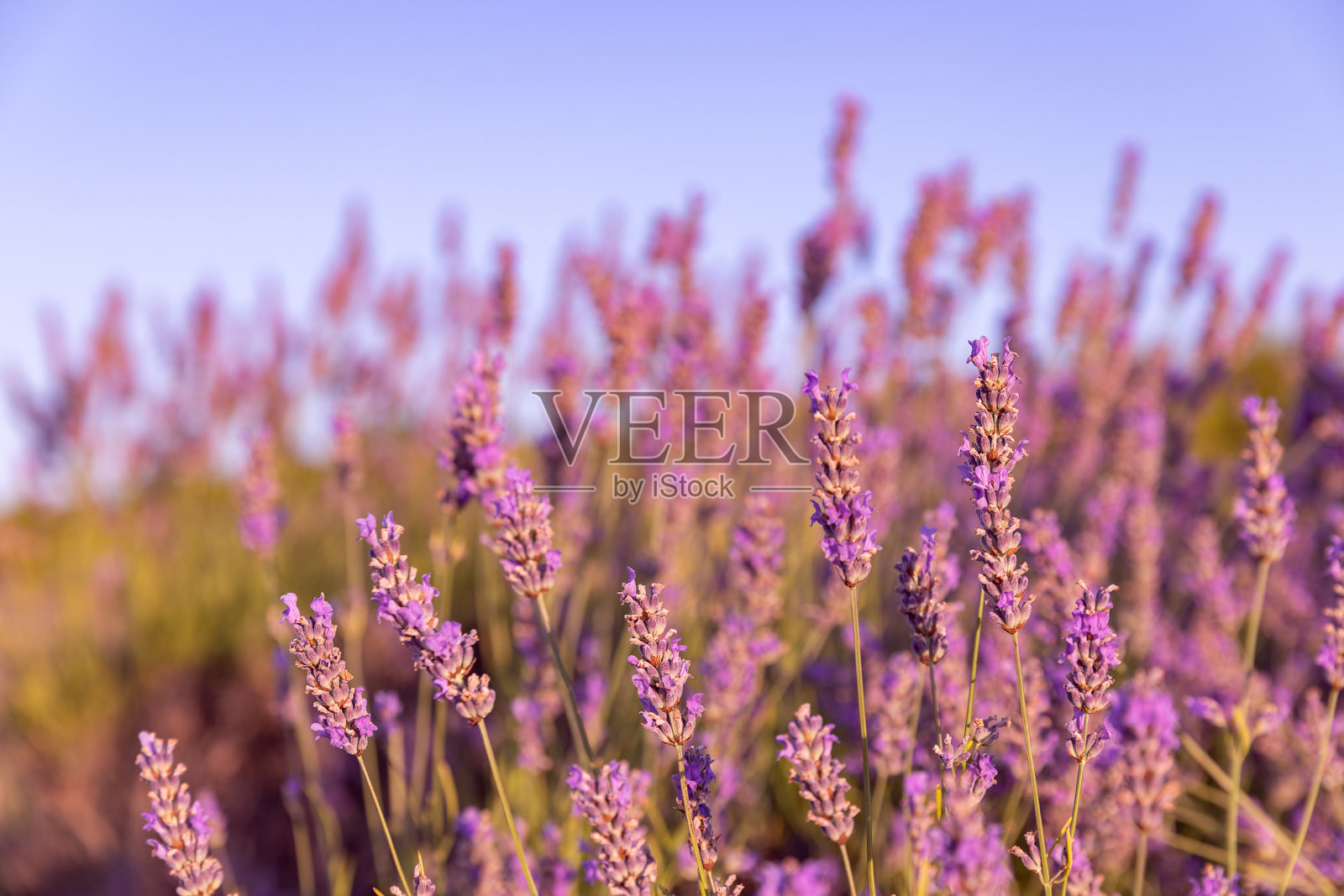 克罗地亚赫瓦尔岛的薰衣草花田。薰衣草田的夕阳。照片摄影图片