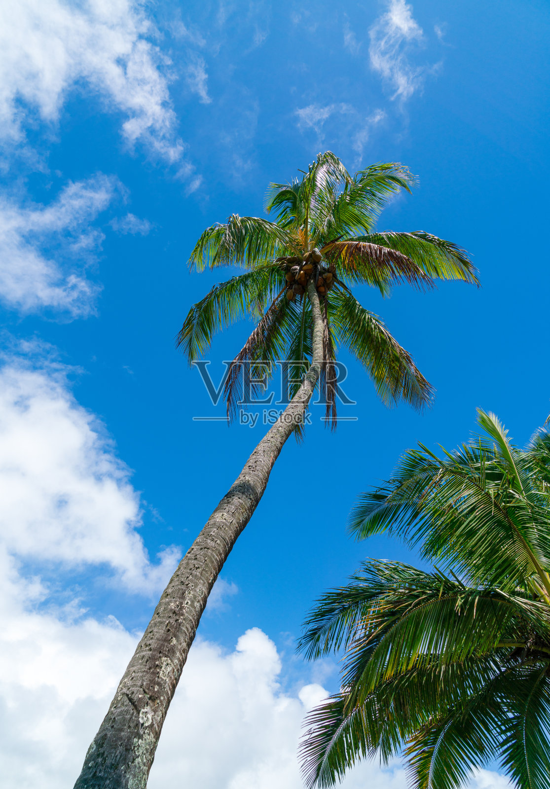 毛伊岛棕榈树照片摄影图片