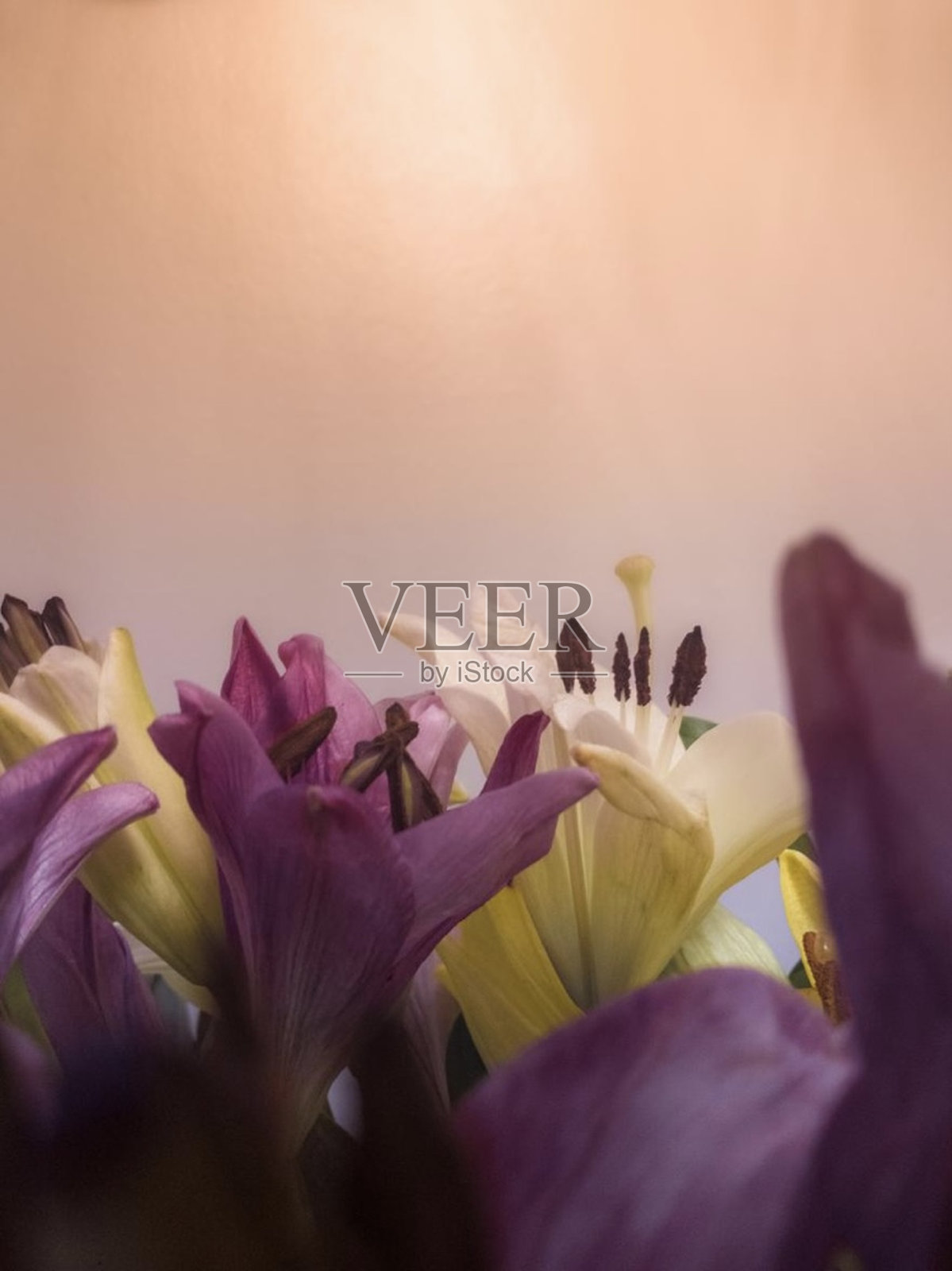 粉色和黄色的花照片摄影图片