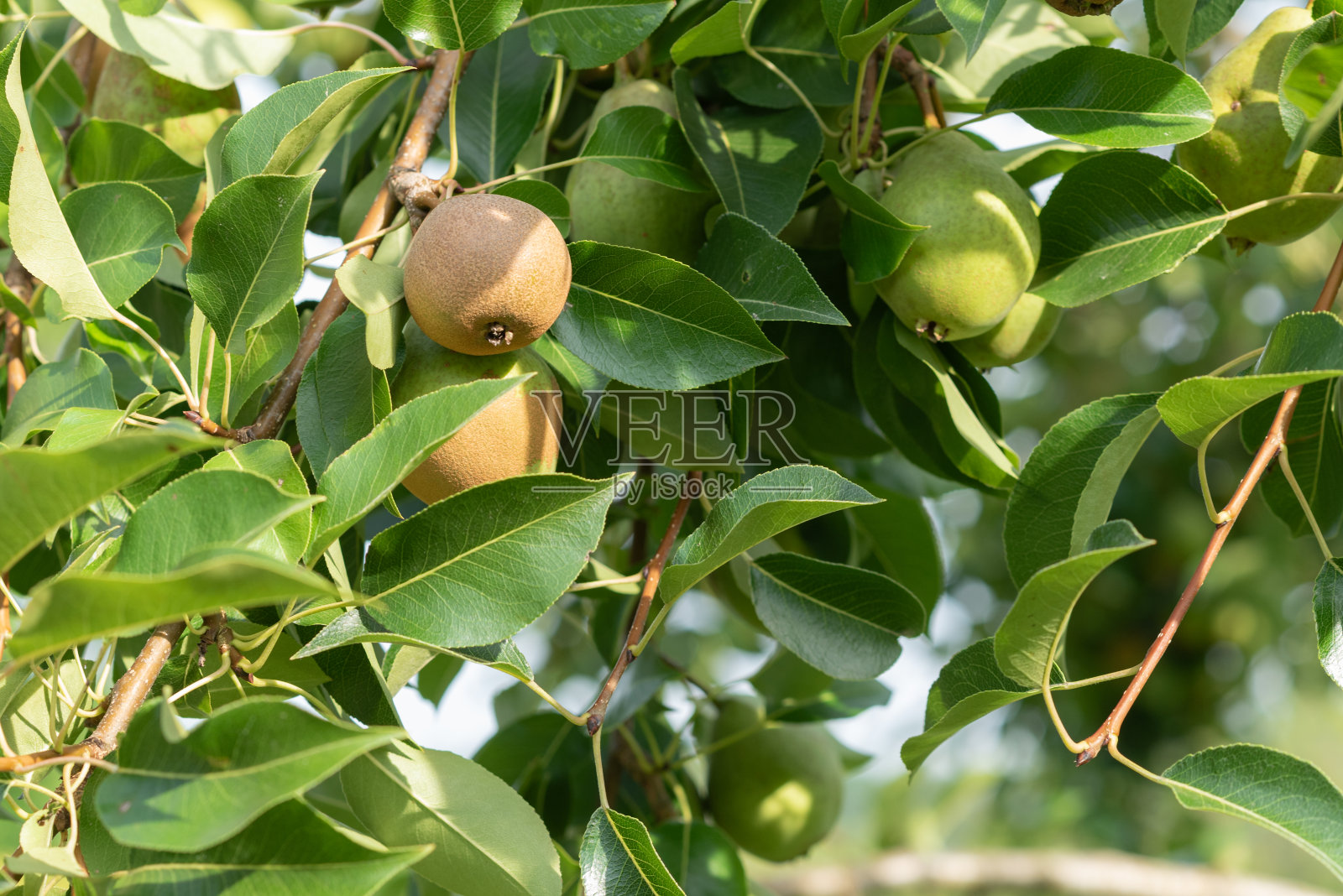 梨子在树上成熟。照片摄影图片