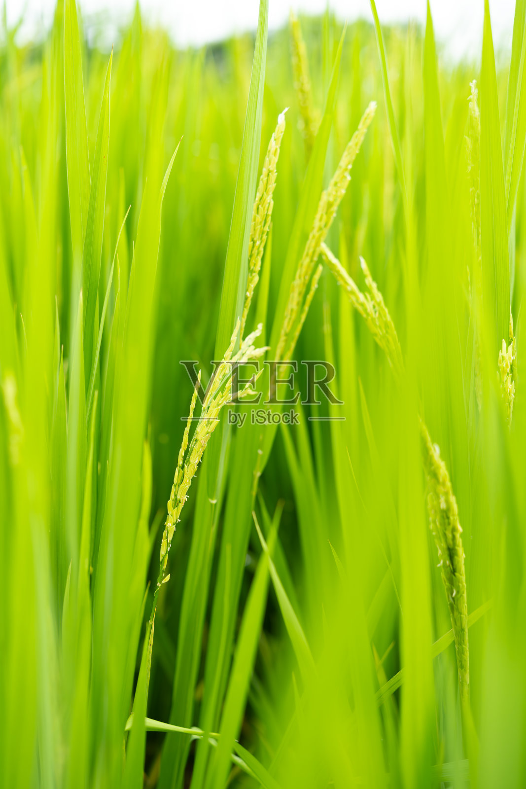 垂直组成的绿色稻田照片摄影图片