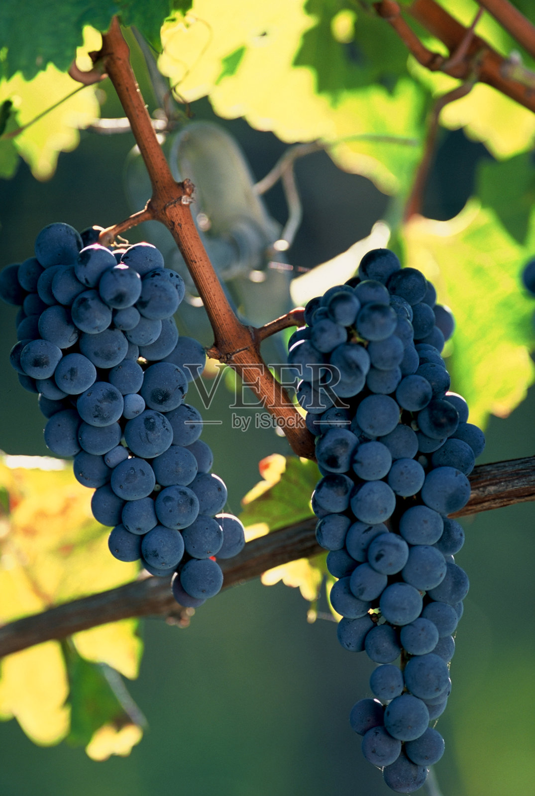 那串黑葡萄照片摄影图片