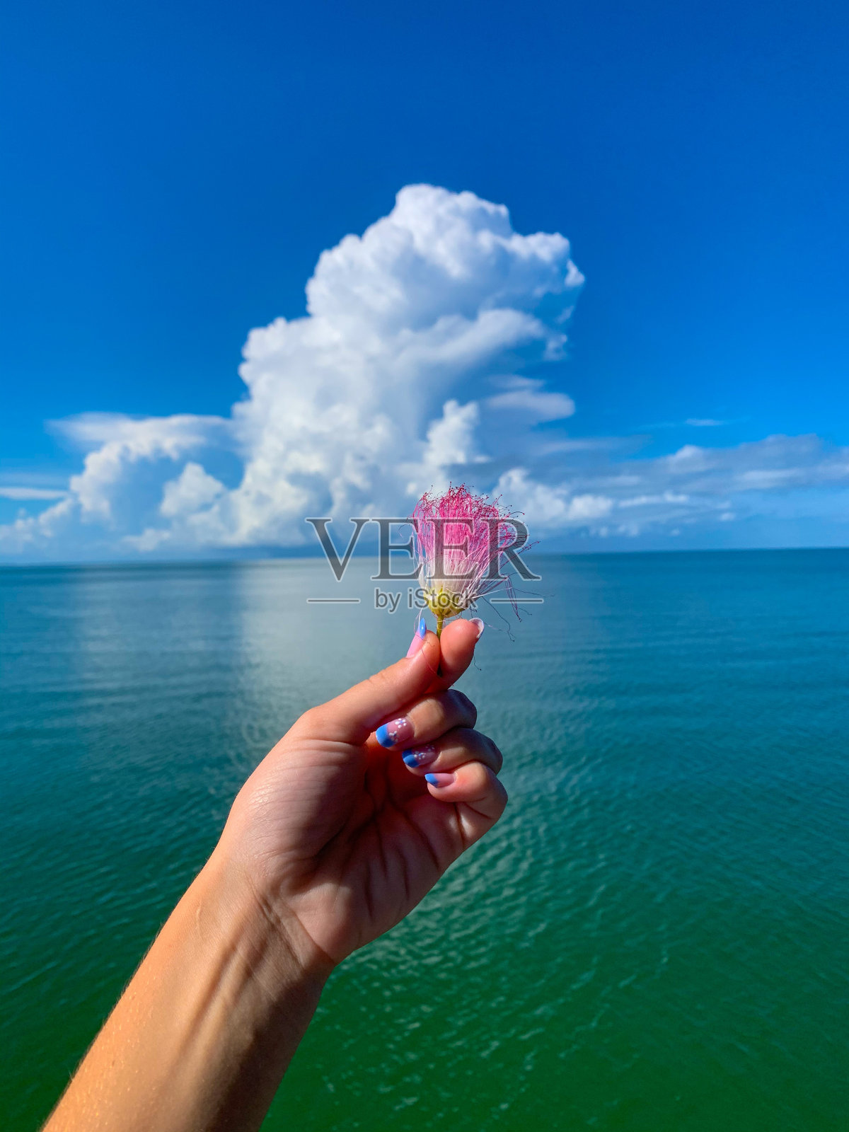 佛罗里达花照片摄影图片