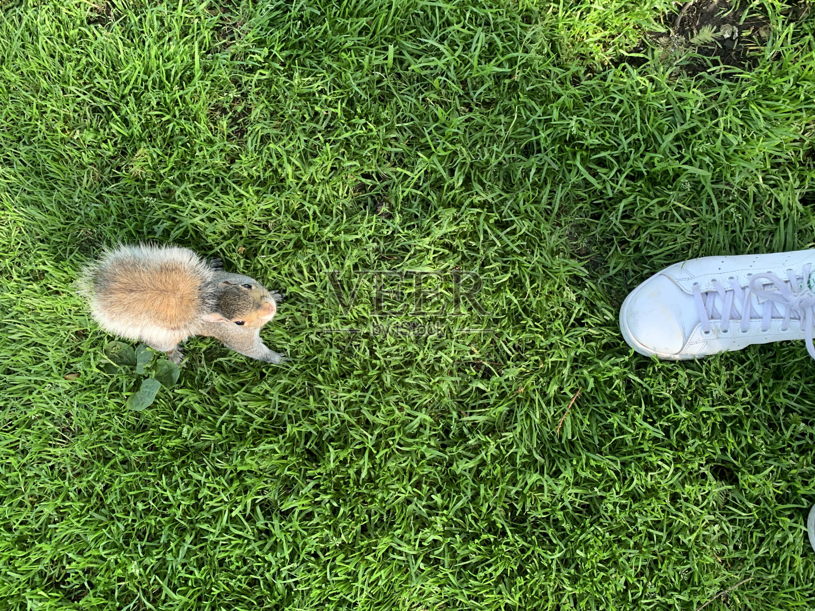 草地上的松鼠照片摄影图片