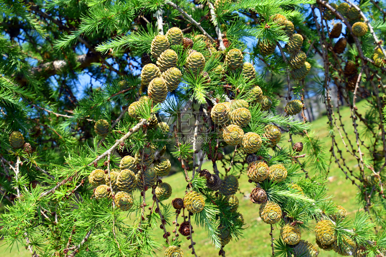 日本落叶松(日本落叶松)的球果和叶子照片摄影图片