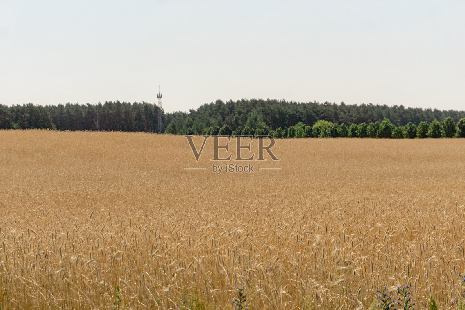在一个炎热的晴天,风中的芦苇照片摄影图片