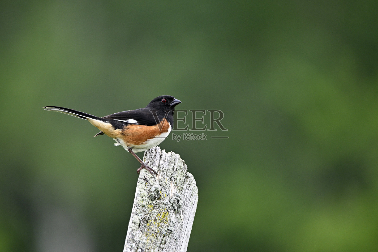 东土威雄鸟照片摄影图片