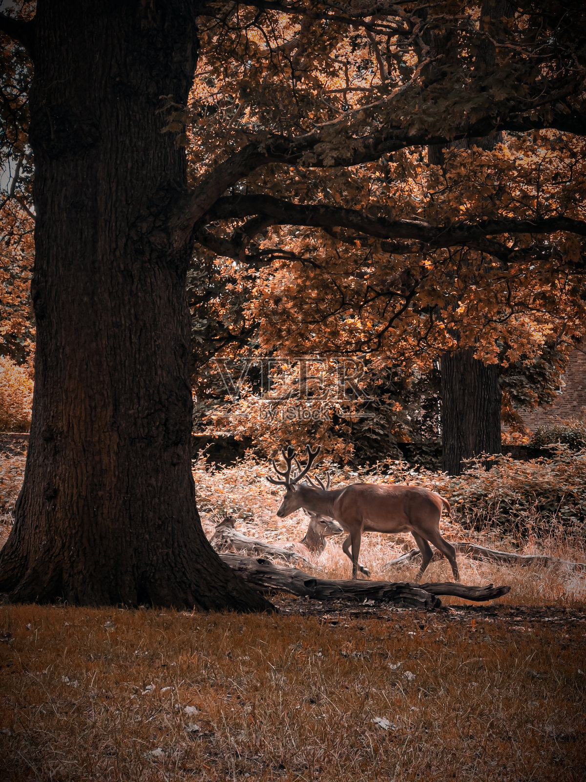野外的鹿照片摄影图片