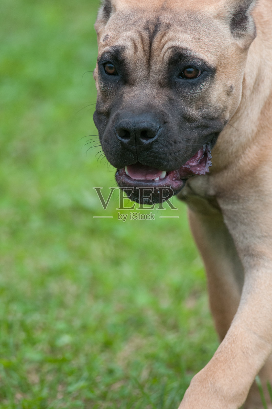 凯恩·科索特写头照照片摄影图片