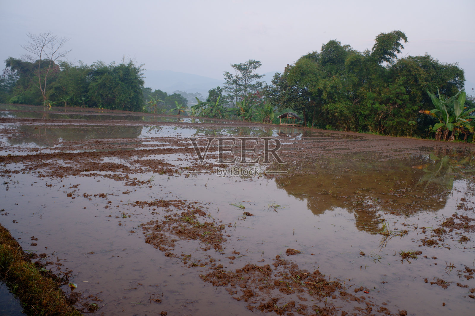 稻田照片摄影图片