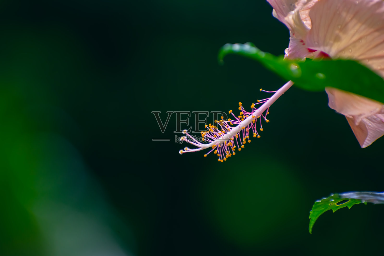 木槿是锦葵科锦葵科开花植物的一个属。这个属相当大,包括几百种原产于温暖温带的物种,照片摄影图片