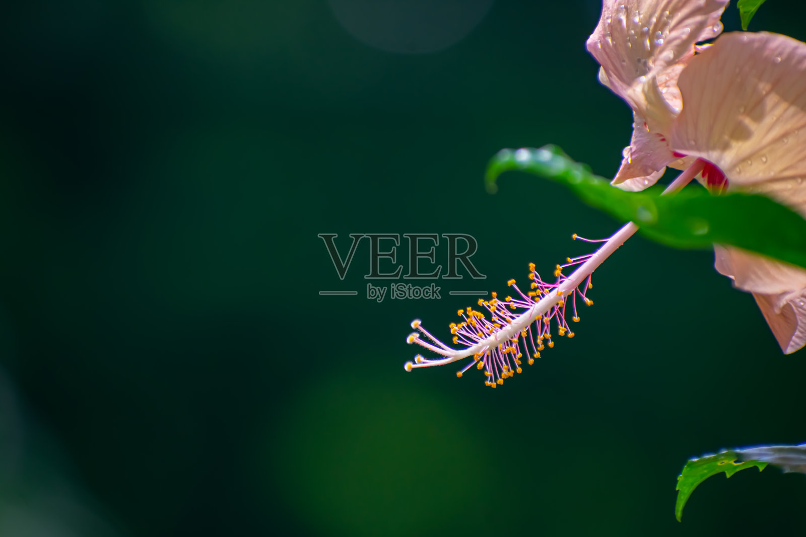 木槿是锦葵科锦葵科开花植物的一个属。这个属相当大,包括几百种原产于温暖温带的物种,照片摄影图片