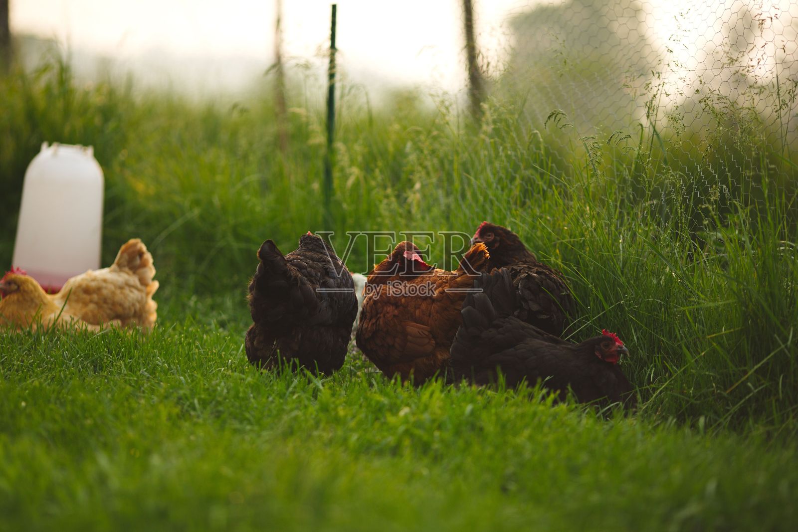 在一个阳光明媚的日子里,在加拿大安大略省的一个小农场里,小鸡栖息在草地上的特写照片摄影图片