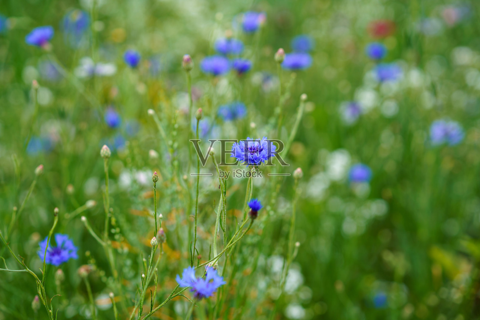 不同的花。快乐的孩子摘不同颜色的花。夏天,童年,幸福照片摄影图片