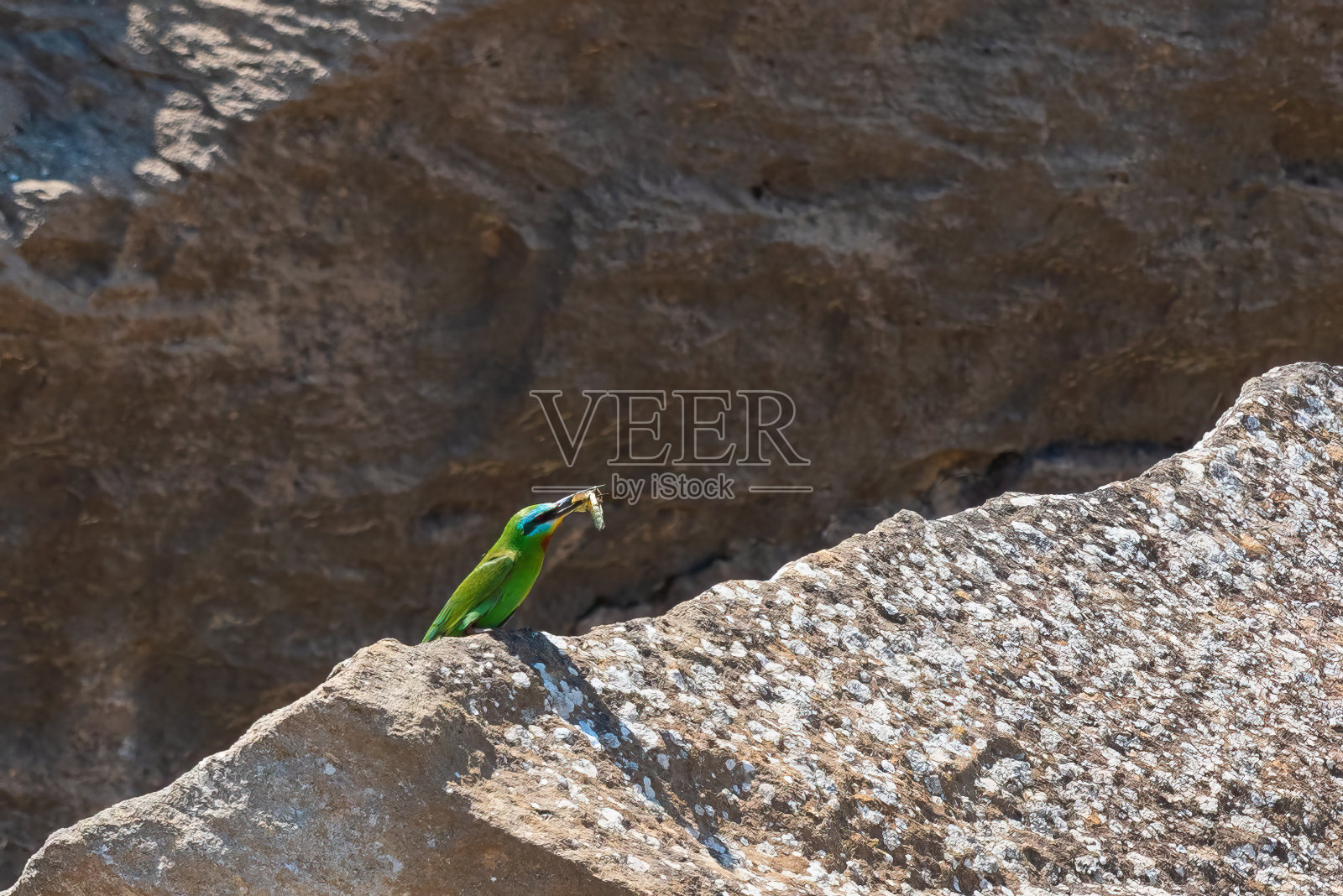 欧洲食蜂鸟,喙中有猎物照片摄影图片