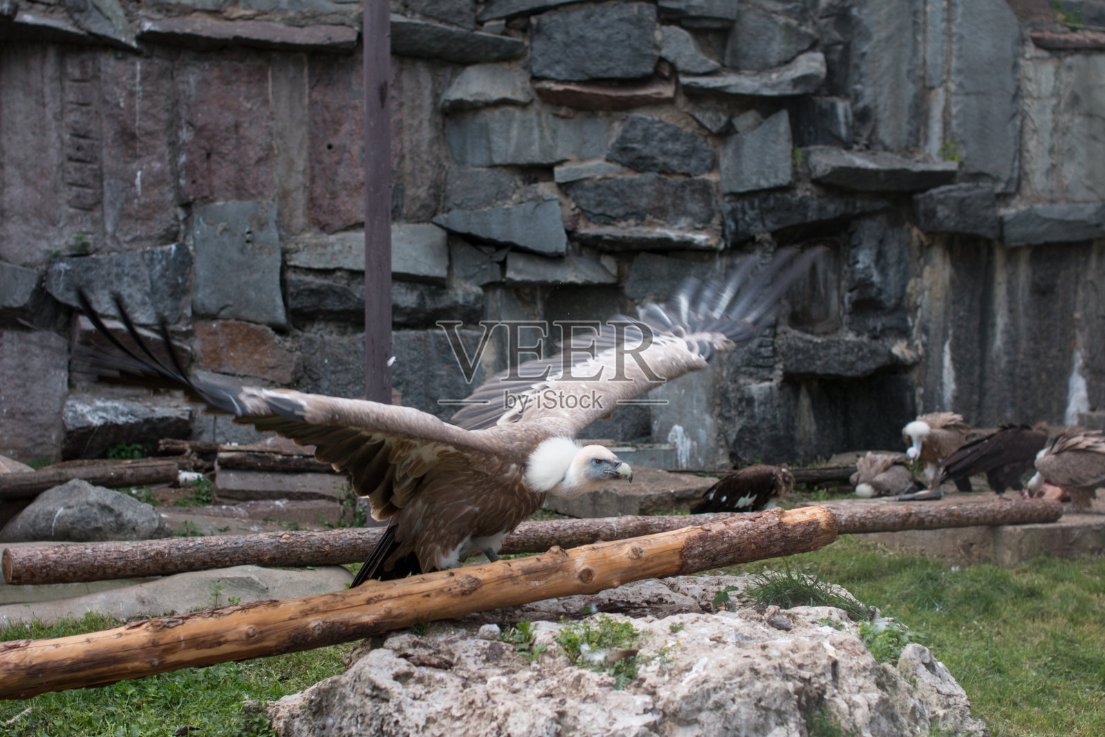 白发的秃鹰。一只大野鸟正在观察他周围发生的事情照片摄影图片