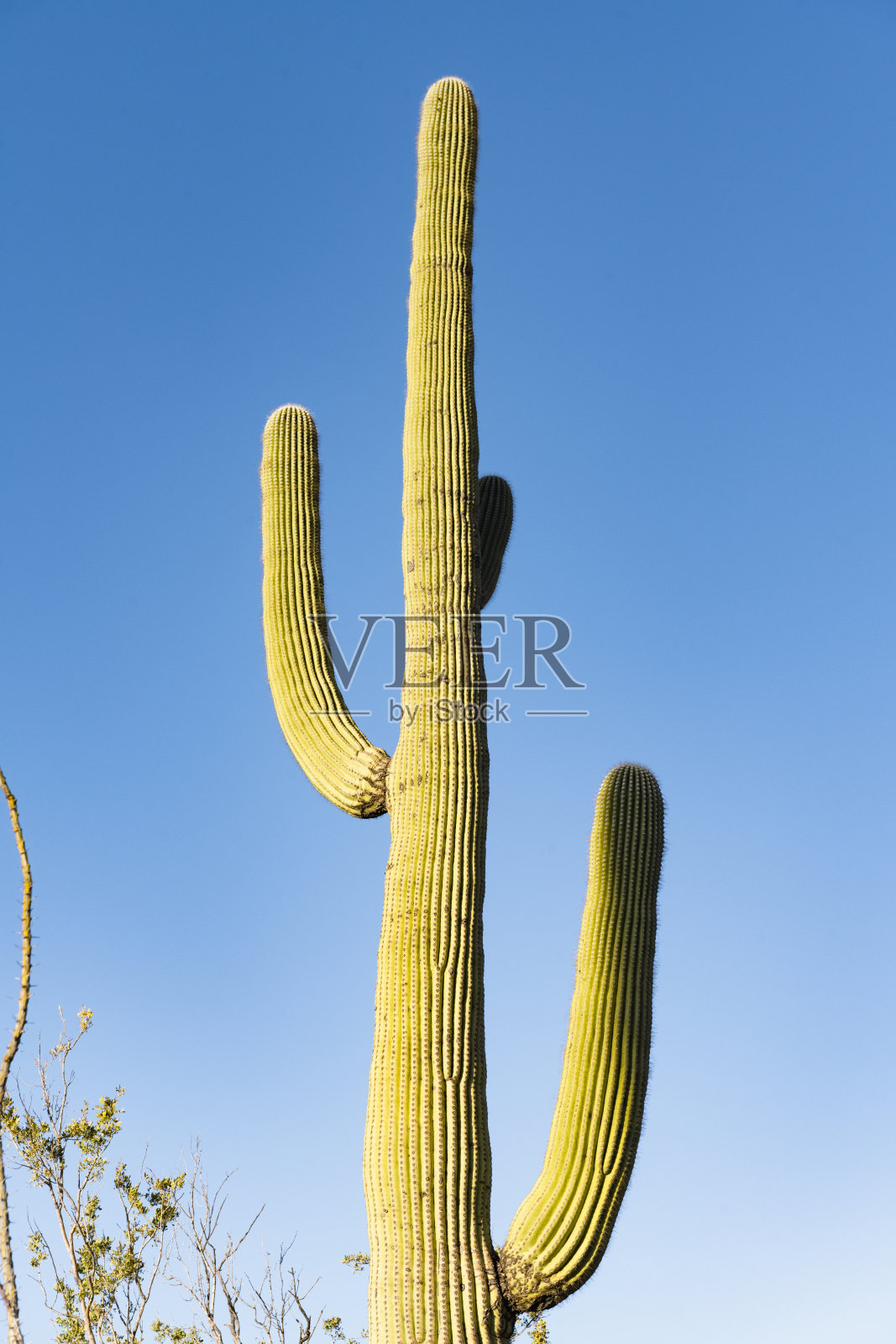 亚利桑那州萨瓜罗国家公园沙漠景观中的仙人掌照片摄影图片