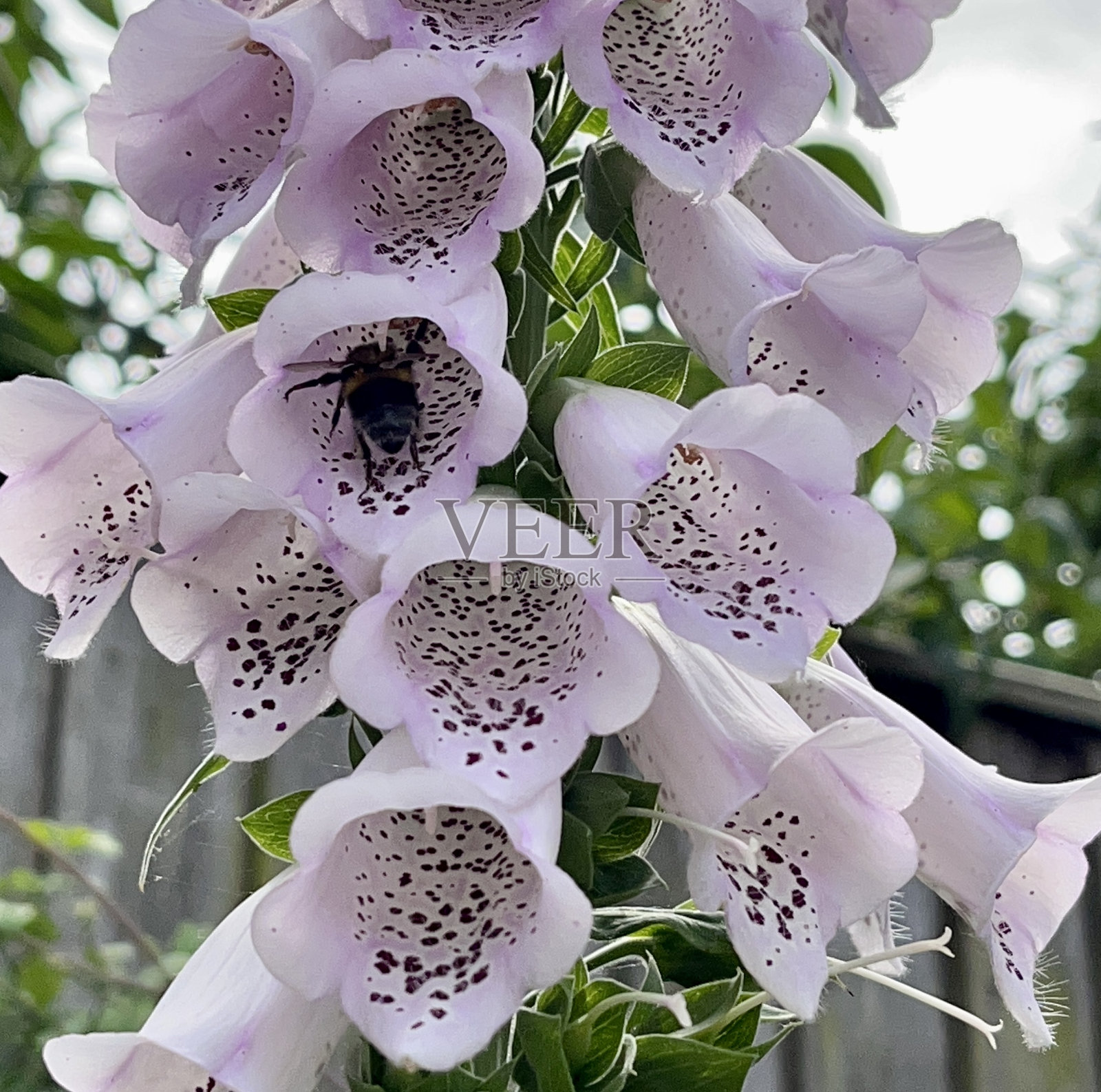 飞行的大黄蜂收集花粉照片摄影图片