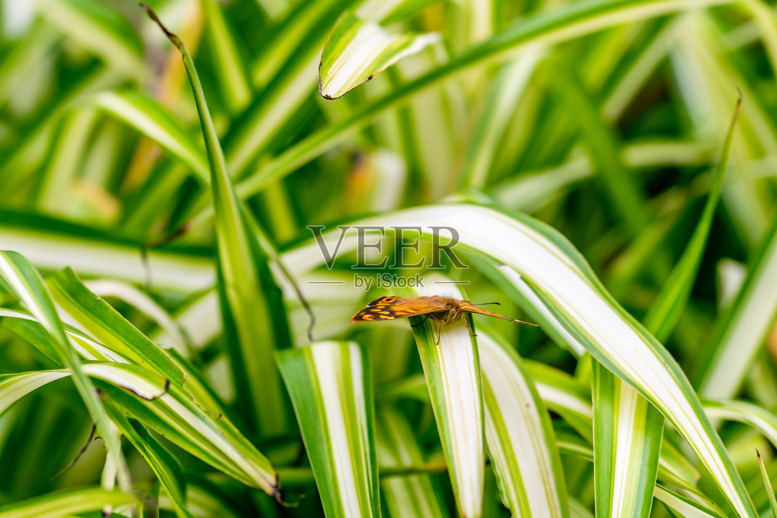 植物园里的植物。照片摄影图片