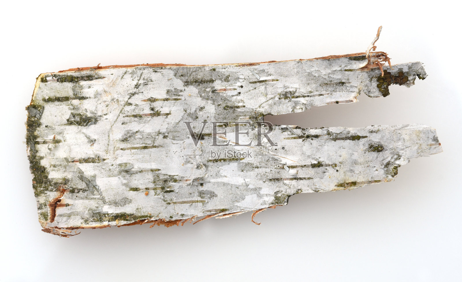 桦树皮,桦树,桦树,桦树照片摄影图片