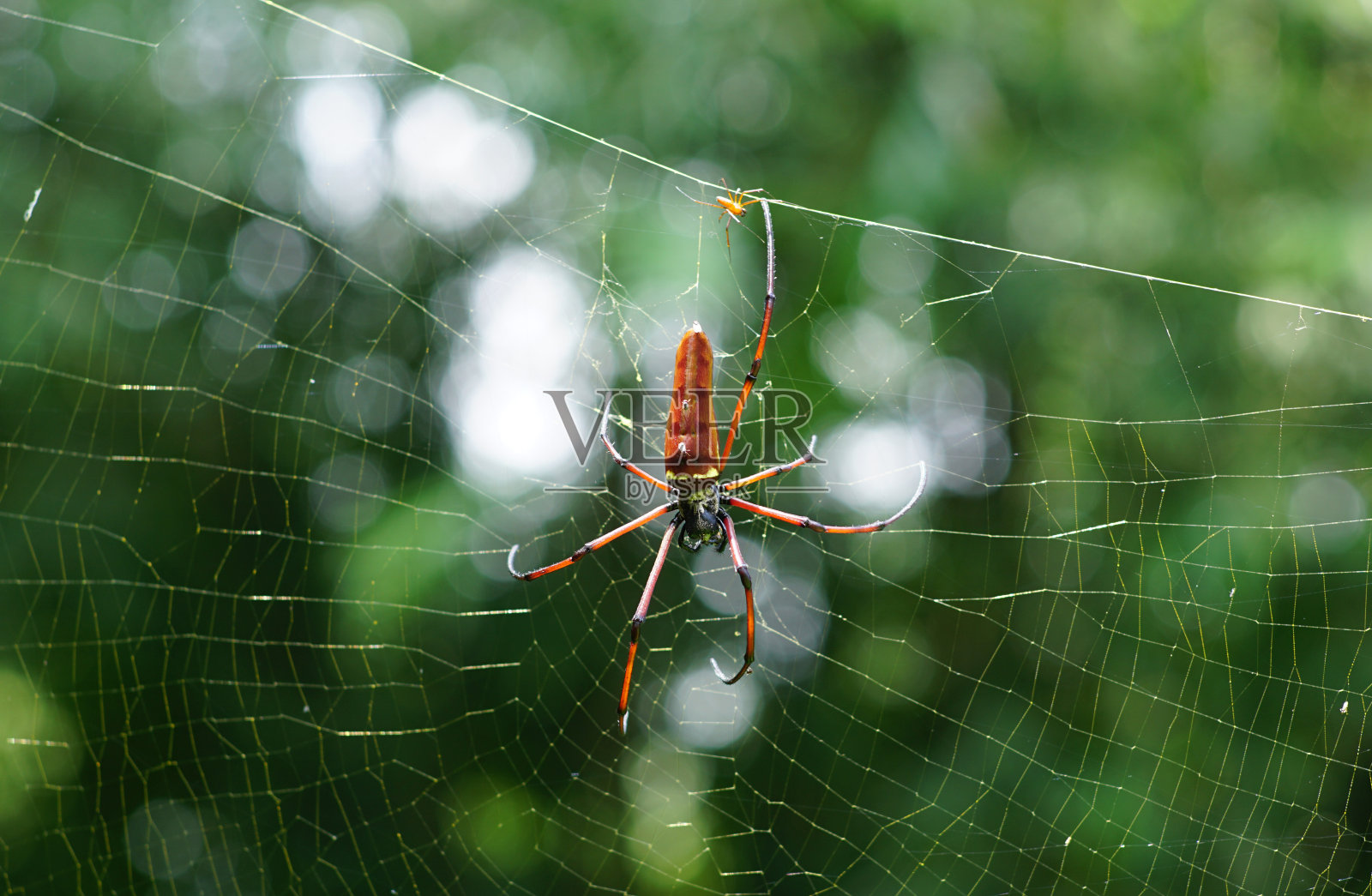 尼菲利纳照片摄影图片