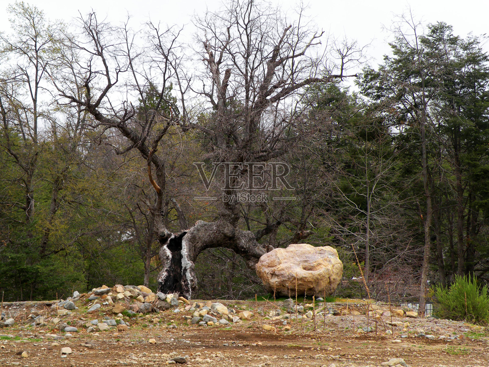 倒下的树干,冬天的风景照片摄影图片