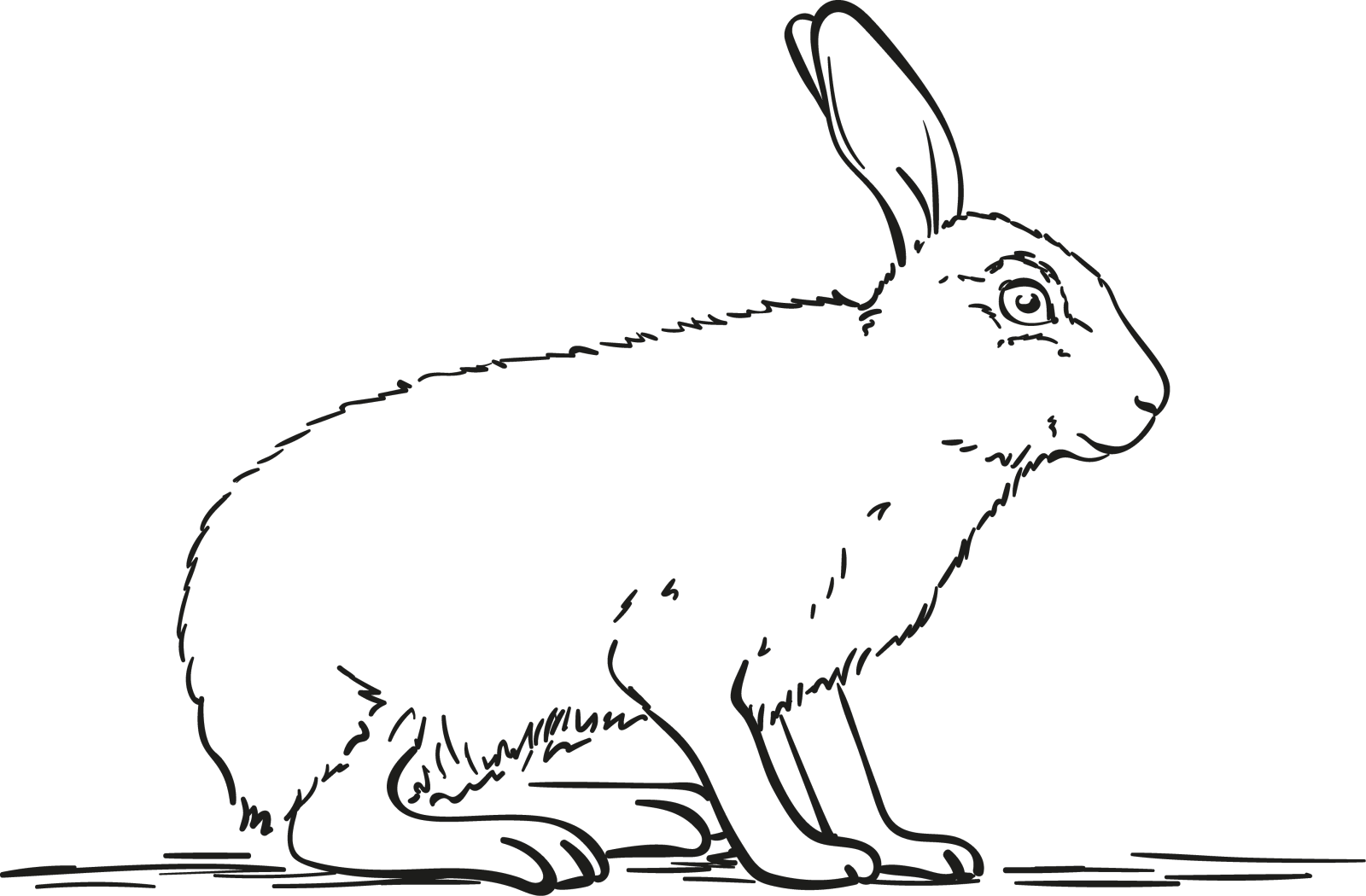 兔子设计元素图片