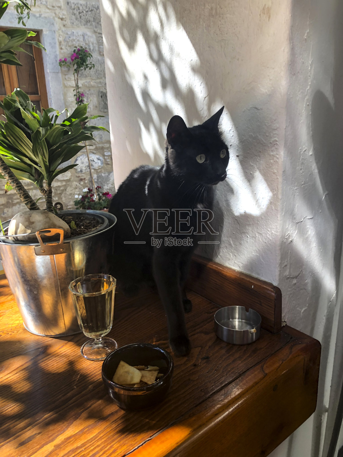 台面上的黑猫照片摄影图片